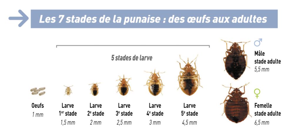 les differents stades de vie de la punaises de lit